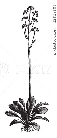 Saxifrage Virginia (Saxifraga virginiensis), vintage engraving. 12815809