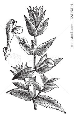 Common Skullcap or Scutellaria galericulata vintage engraving 12815814