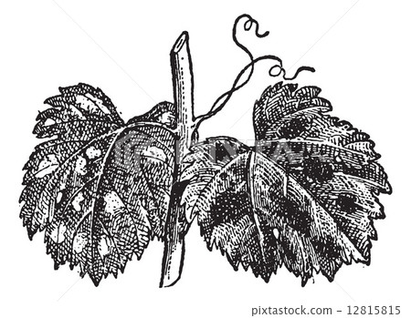 Powdery Mildew or Blumeria graminis, vintage engraving 12815815
