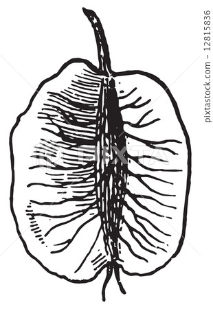 Elm fruit, vintage engraving. 12815836