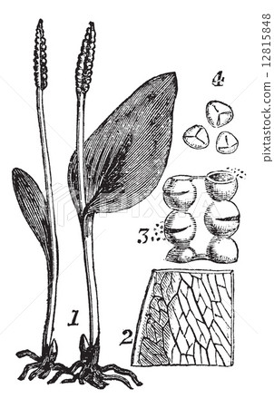Ophioglosse. - 1. Whole plant. - 2. Part of frond. - 3. Sporangi 12815848