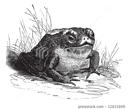 Common Toad or Bufo sp. vintage engraving 12815849