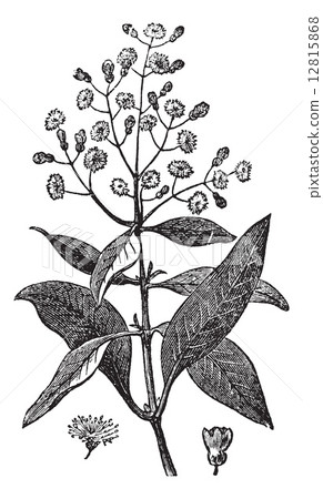 Allspice or Jamaica Pepper or Kurundu or Myrtle Pepper or Piment 12815868