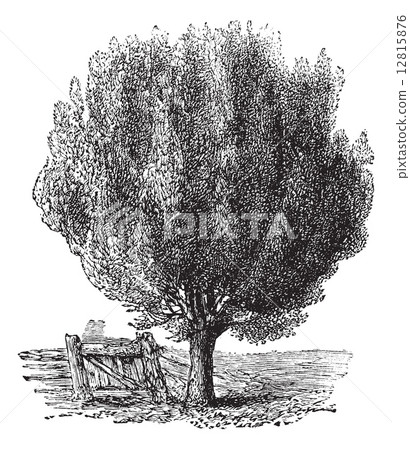 Boxwood or Buxus, tree, vintage engraving. 12815876
