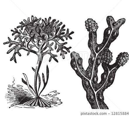Chondrus crispus , irish moss or Fucus vesiculosus, bladderwrack Chondrus crispus , irish moss or Fucus vesiculosus, bladderwrack 12815884