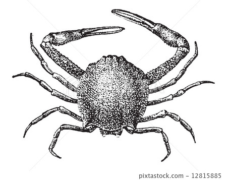 Leucosiid Crab or Leucosiidae, vintage engraving Leucosiid Crab or Leucosiidae, vintage engraving 12815885