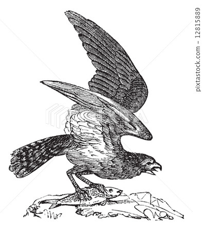 Osprey of America, Pandion carolinensis, fish eagle or sea hawk, 12815889