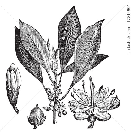 Gutta-percha (Isonandra gutta) or Palaquium gutta vintage engrav Gutta-percha (Isonandra gutta) or Palaquium gutta vintage engrav 12815904