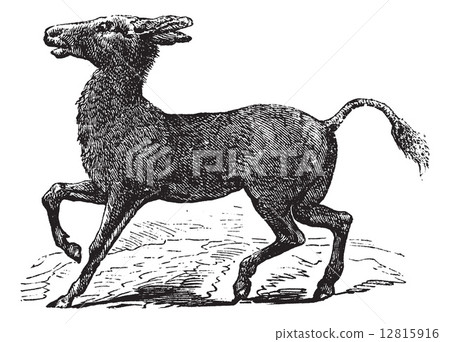 Mongolian Wild Ass or Khulan or Equus hemionus, vintage engravin Mongolian Wild Ass or Khulan or Equus hemionus, vintage engravin 12815916