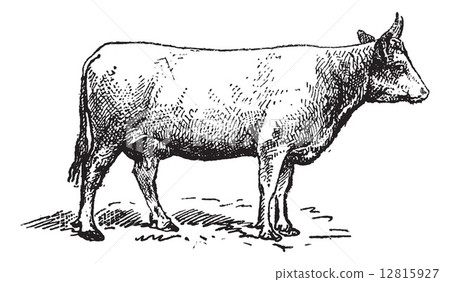 Norman cattle breed, vintage engraving. 12815927