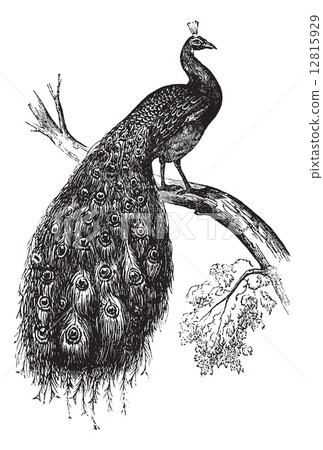 Indian Peafowl or Blue Peafowl or Pavo cristatus, vintage engrav Indian Peafowl or Blue Peafowl or Pavo cristatus, vintage engrav 12815929