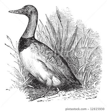 Common shelduck or tadoma tadoma vintage engraving Common shelduck or tadoma tadoma vintage engraving 12815930