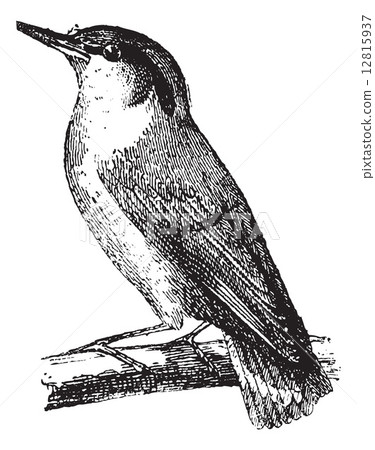Nuthatch or Sitta vintage engraving Nuthatch or Sitta vintage engraving 12815937