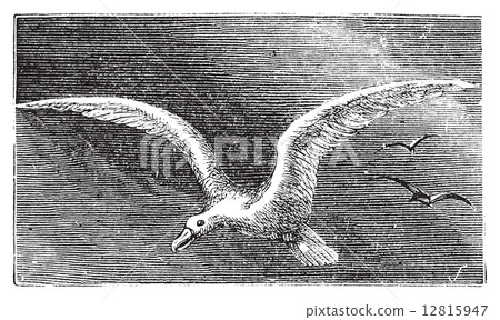 Wandering albastross, Snowy albatross, white-winged albatross or Wandering albastross, Snowy albatross, white-winged albatross or 12815947