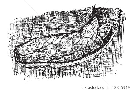 Nest of the Leafcutter Bee or Megachile sp., vintage engraving 12815949