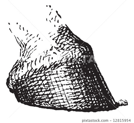 Horse's hoof, vintage engraving. Horse's hoof, vintage engraving. 12815954