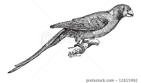 Narcissus Flycatcher or Ficedula narcissina, vintage engraving 12815992