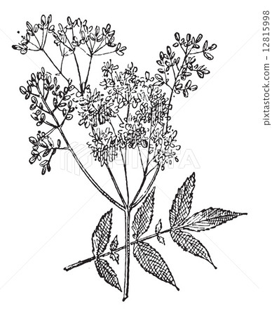 Meadowsweet or Filipendula ulmaria, vintage engraving 12815998