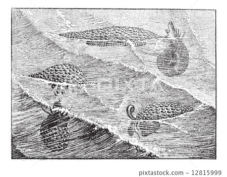 Janthina janthina or common purple snail, vintage engraving. 12815999