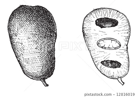 Common Pawpaw or Asimina triloba, vintage engraving 12816019