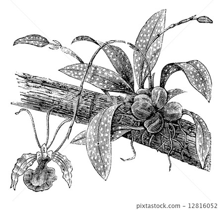 Butterfly Oncidium or Oncidium Papilio, vintage engraving 12816052