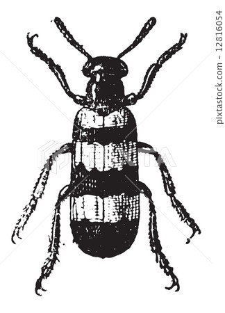 Mylabris, vintage engraving 12816054