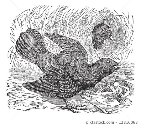 Satin Bowerbird or Ptilonorhynchus violaceus vintage engraving Satin Bowerbird or Ptilonorhynchus violaceus vintage engraving 12816068