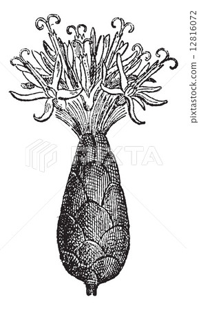 Ironweed or Vernonia sp., vintage engraving Ironweed or Vernonia sp., vintage engraving 12816072