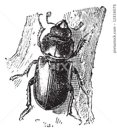 Stag beetle, vintage engraving. 12816078