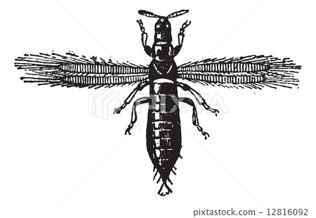 Fig 4. Thrips, Neuropteris or Thunderbugs, vintage engraving. 12816092