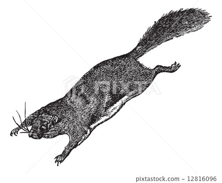 Flying Squirrel or Pteromyini or Petauristini, vintage engraving 12816096