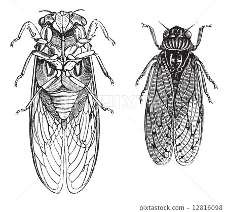 Cicada or Cicadidae or Tettigarctidae vintage engraving 12816098