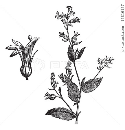 Indian Tobacco or Lobelia inflata vintage engraving Indian Tobacco or Lobelia inflata vintage engraving 12816127