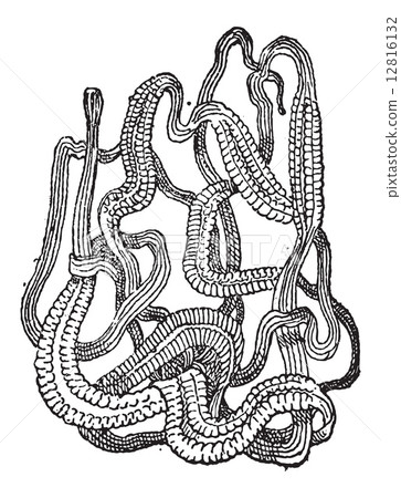Ribbon Worm or Nemertea, vintage engraving 12816132