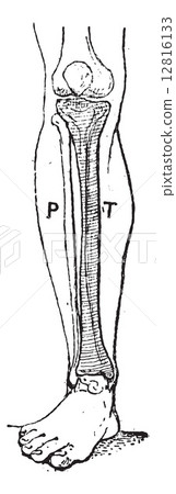 Tibia, vintage engraving. 12816133