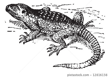 Stellion (Laudakia stellio) or hardim, vintage engraving. Stellion (Laudakia stellio) or hardim, vintage engraving. 12816138