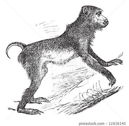 Pig-tailed macaque or Macaca nemestrina vintage engraving 12816145