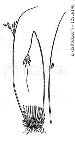 Glaucous bulrush (Juncus glaucus), vintage engraving. 12816146