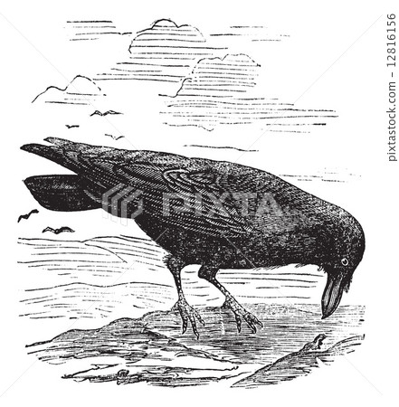 Common Raven or Northern Raven or Corvus corax vintage engraving Common Raven or Northern Raven or Corvus corax vintage engraving 12816156