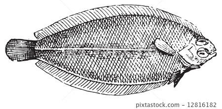 Plaice, vintage engraving. 12816182