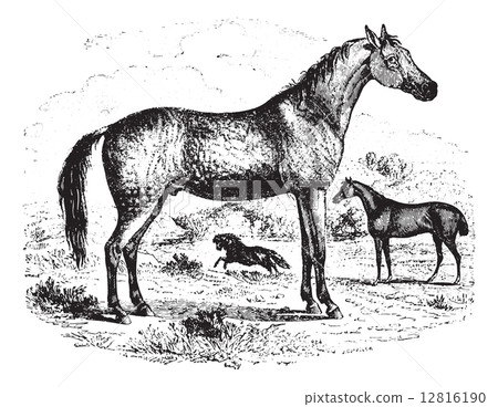 Horse, vintage engraving. Horse, vintage engraving. 12816190