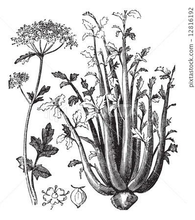 Celery or Selinon vintage engraving Celery or Selinon vintage engraving 12816192