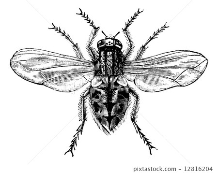 Housefly (Musca domestica) or Common housefly, magnified, vintag 12816204