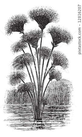 Papyrus sedge or Cyperus papyrus vintage engraving 12816207