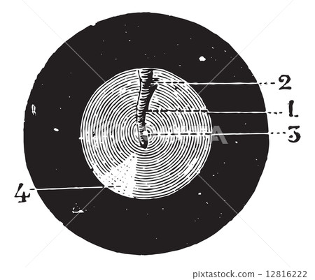 Eardrum (left ear), vintage engraving. 12816222