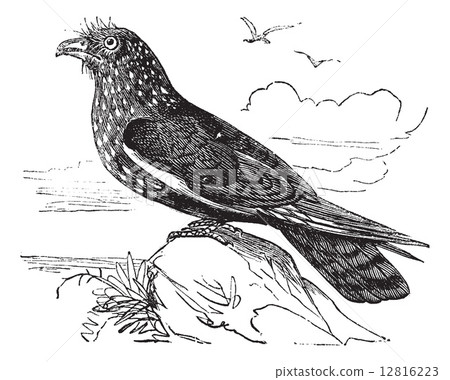Guacharo Caripe (Steatornis caripensis) or Oilbird vintage engra 12816223