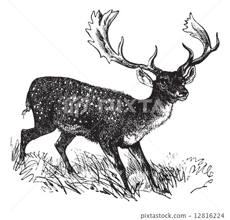 Fallow Deer or Dama dama, vintage engraving 12816224