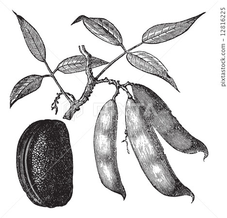Physotigma Poisons (Physostigma venenosum) or Calabar Bean, vint 12816225