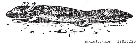 Salamander or Urodela, vintage engraving 12816229