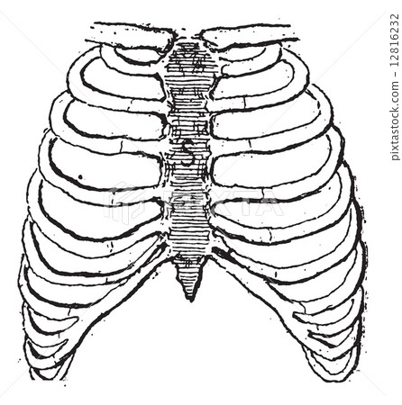 Sternum or Breastbone, vintage engraving. 12816232